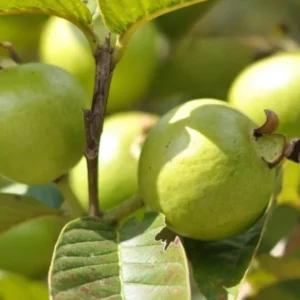 White Guava Live Plant Set – 3 Healthy 10 Inch Seedlings in 4 Inch Pots – Tropical Fruit Tree - Image 2