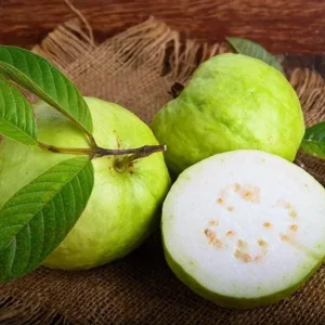 White Guava Live Plant Set – 3 Healthy 10 Inch Seedlings in 4 Inch Pots – Tropical Fruit Tree - Image 3