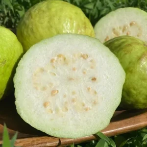 White Guava Live Plant Set – 3 Healthy 10 Inch Seedlings in 4 Inch Pots – Tropical Fruit Tree - Image 4