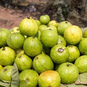White Guava Live Plant Set – 3 Healthy 10 Inch Seedlings in 4 Inch Pots – Tropical Fruit Tree - Image 5