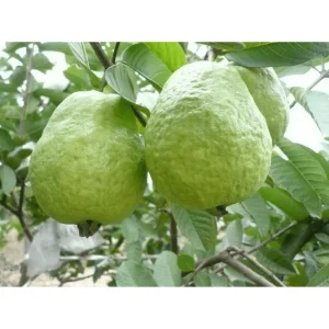 White Guava Tree Live Plant Psidium Guajava Sweet Fruit 4