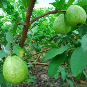 White Guava Tree Live Plant Psidium Guajava Sweet Fruit 4