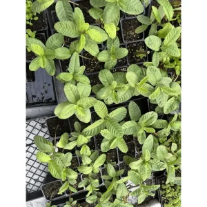 White Guava Tree Live Plant Psidium Guajava Sweet Fruit 4