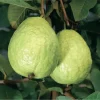 White Guava Tree Live Plant Psidium Guajava Sweet Fruit 4" Pot Outdoor - Image 1