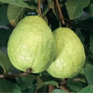 White Guava Tree Live Plant Psidium Guajava Sweet Fruit 4" Pot Outdoor - Image 1