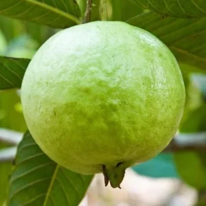 White Guava Tree Live Plant, Sweet Guava, 8-10 Inch Tall in 4 Inch Pot, Outdoor - Image 1