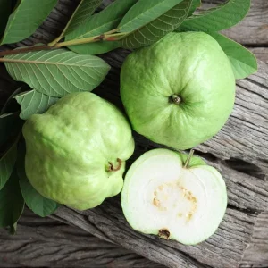 White Guava Tree Live Plant, Sweet Guava, 8-10 Inch Tall in 4 Inch Pot, Outdoor - Image 2