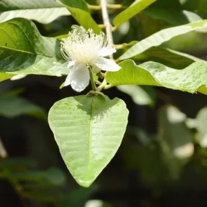 White Guava Tree Live Plant, Sweet Guava, 8-10 Inch Tall in 4 Inch Pot, Outdoor - Image 3