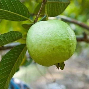 White Guava Tree Live Plant, Sweet Guava, 8-10 Inch Tall in 4 Inch Pot, Outdoor - Image 4