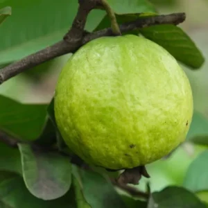 White Guava Tree Live Plant, Sweet Guava, 8-10 Inch Tall in 4 Inch Pot, Outdoor - Image 5