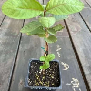 White Guava Tree Live Plant, Sweet Guava, 8-10 Inch Tall in 4 Inch Pot, Outdoor - Image 6