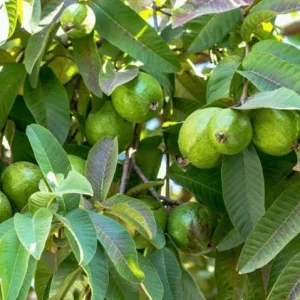 White Guava Tree Live Plant, Sweet Guava, 8-10 Inch Tall in 4 Inch Pot, Outdoor - Image 7