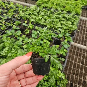 White Lace Fern Live Plant - Miniature 2 Inch Pot - Indoor Tropical Foliage - Image 2