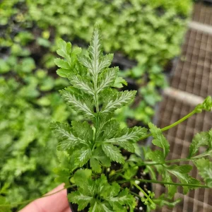 White Lace Fern Live Plant - Miniature 2 Inch Pot - Indoor Tropical Foliage - Image 3