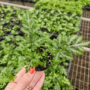 White Lace Fern Live Plant - Miniature 2 Inch Pot - Indoor Tropical Foliage - Image 1