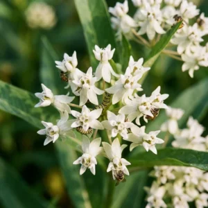 White Milkweed Live Plant – 12-18 Inches Tall – Vibrant Outdoor Flowers for Pollinator Gardens - Image 2