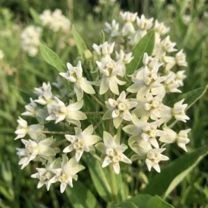 White Milkweed Live Plant – 12-18 Inches Tall – Vibrant Outdoor Flowers for Pollinator Gardens - Image 4
