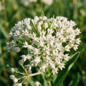 White Milkweed Live Plant – 12-18 Inches Tall – Vibrant Outdoor Flowers for Pollinator Gardens - Image 6