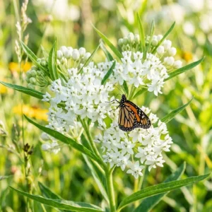 White Milkweed Live Plant – 12-18 Inches Tall – Vibrant Outdoor Flowers for Pollinator Gardens - Image 7
