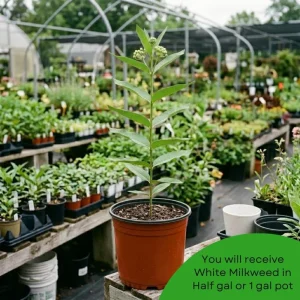 White Milkweed Live Plant – 12-18 Inches Tall – Vibrant Outdoor Flowers for Pollinator Gardens - Image 8