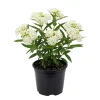 White Milkweed Live Plant – 12-18 Inches Tall – Vibrant Outdoor Flowers for Pollinator Gardens - Image 1