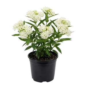 White Milkweed Live Plant – 12-18 Inches Tall – Vibrant Outdoor Flowers for Pollinator Gardens - Image 1
