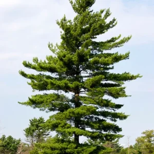 White Pine (Pinus strobus) Live Tree Plant - 8+ Inches Tall - Outdoor Evergreen - Image 2