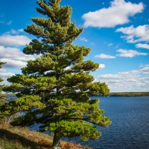 White Pine (Pinus strobus) Live Tree Plant - 8+ Inches Tall - Outdoor Evergreen - Image 3