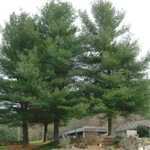 White Pine (Pinus strobus) Live Tree Plant - 8+ Inches Tall - Outdoor Evergreen - Image 4