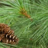 White Pine Tree Live Plant – Pinus strobus – 8+ Inches Tall – Bare Root – Outdoor Evergreen - Image 1