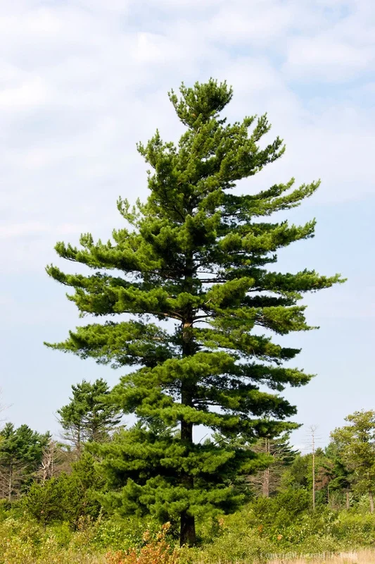 White Pine Tree (Pinus Strobus) Live Plant - 8+ Inches Tall, Bare Root, Outdoor Evergreen - Image 2