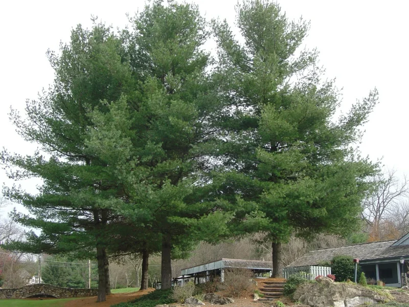 White Pine Tree (Pinus Strobus) Live Plant - 8+ Inches Tall, Bare Root, Outdoor Evergreen - Image 4