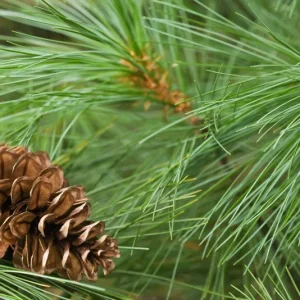 White Pine Tree (Pinus Strobus) Live Plant - 8+ Inches Tall, Bare Root, Outdoor Evergreen - Image 1