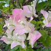 White Pink Bougainvillea Live Plant – 4 Inch Pot – Flowering Tropical Vine Outdoor - Image 1