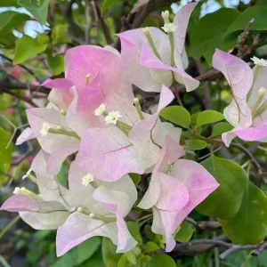White Pink Bougainvillea Live Plant – 4 Inch Pot – Flowering Tropical Vine Outdoor - Image 1