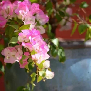 White Pink Bougainvillea Live Plant – 4 Inch Pot – Flowering Tropical Vine Outdoor - Image 2