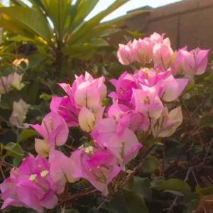 White Pink Bougainvillea Live Plant – 4 Inch Pot – Flowering Tropical Vine Outdoor - Image 3