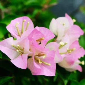 White Pink Bougainvillea Live Plant – 4 Inch Pot – Flowering Tropical Vine Outdoor - Image 4
