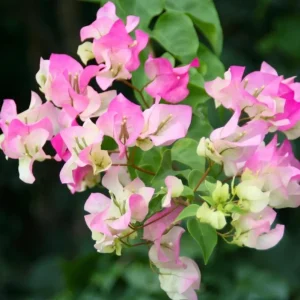 White Pink Bougainvillea Live Plant – 4 Inch Pot – Flowering Tropical Vine Outdoor - Image 5