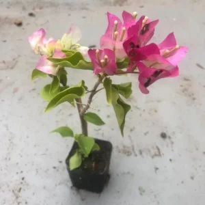 White Pink Bougainvillea Live Plant – 4 Inch Pot – Flowering Tropical Vine Outdoor - Image 6