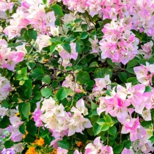 White Pink Bougainvillea Live Plant – 4 Inch Pot – Flowering Tropical Vine Outdoor - Image 7