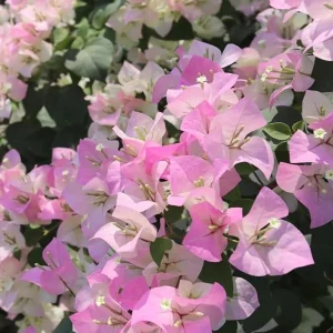 White Pink Bougainvillea Live Plant – 6-8 Inch Tall Outdoor Flower in 4 Inch Pot - Image 2