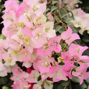 White Pink Bougainvillea Live Plant – 6-8 Inch Tall Outdoor Flower in 4 Inch Pot - Image 3