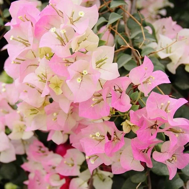 White Pink Bougainvillea Live Plant – 6-8 Inch Tall Outdoor Flower in 4 Inch Pot - Image 3