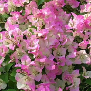 White Pink Bougainvillea Live Plant – 6-8 Inch Tall Outdoor Flower in 4 Inch Pot - Image 4