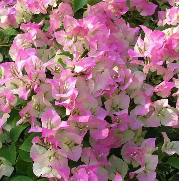 White Pink Bougainvillea Live Plant – 6-8 Inch Tall Outdoor Flower in 4 Inch Pot - Image 4