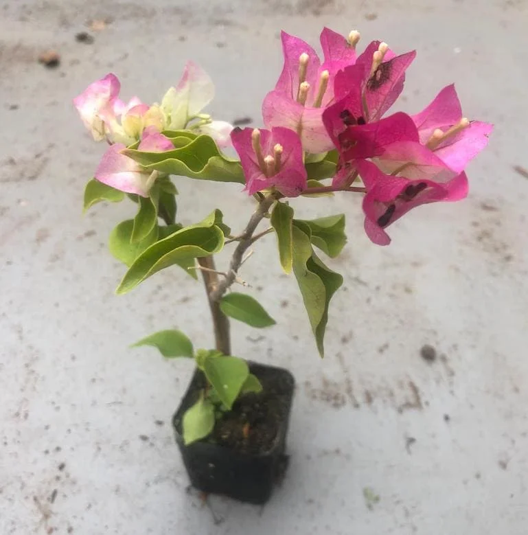 White Pink Bougainvillea Live Plant – 6-8 Inch Tall Outdoor Flower in 4 Inch Pot - Image 5