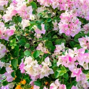 White Pink Bougainvillea Live Plant – 6-8 Inch Tall Outdoor Flower in 4 Inch Pot - Image 6