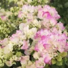 White Pink Bougainvillea Live Plant – 6-8 Inch Tall Outdoor Flower in 4 Inch Pot - Image 1