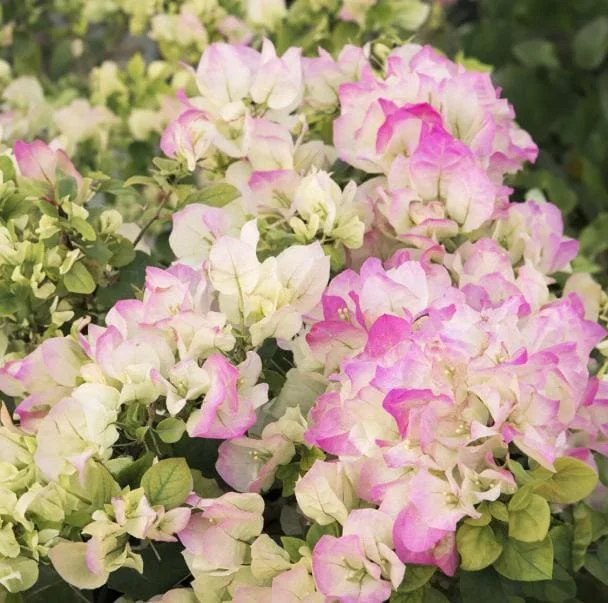 White Pink Bougainvillea Live Plant – 6-8 Inch Tall Outdoor Flower in 4 Inch Pot - Image 1